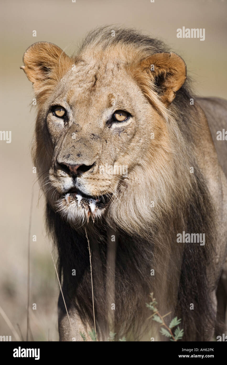 Lion Panthera leo Kgalagadi Parco transfrontaliero in Sud Africa Foto Stock