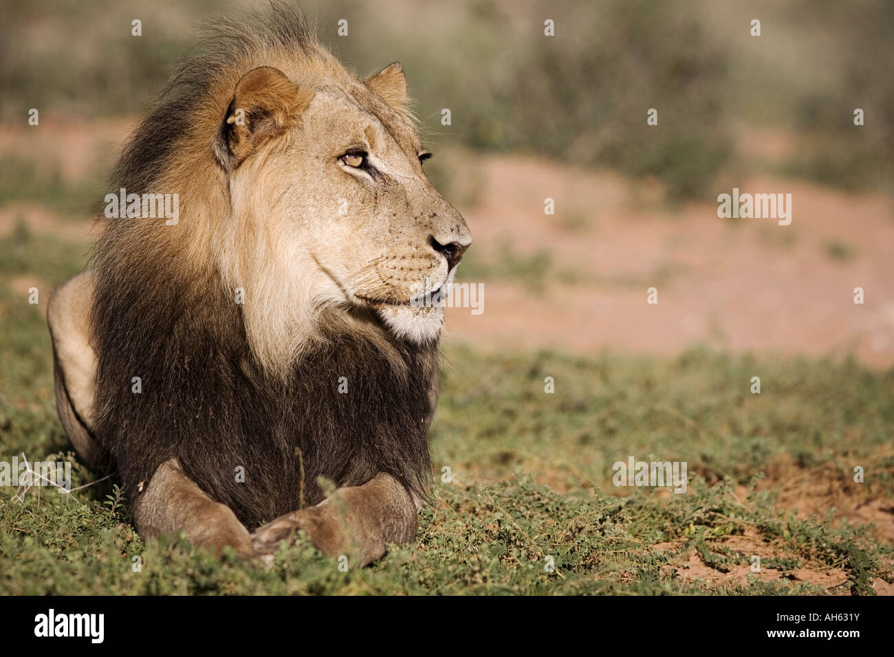 Lion Panthera leo Kgalagadi Parco transfrontaliero in Sud Africa Foto Stock