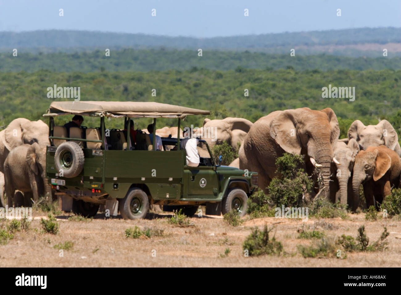 I turisti la visualizzazione di elefanti Addo national park in Sud Africa Foto Stock