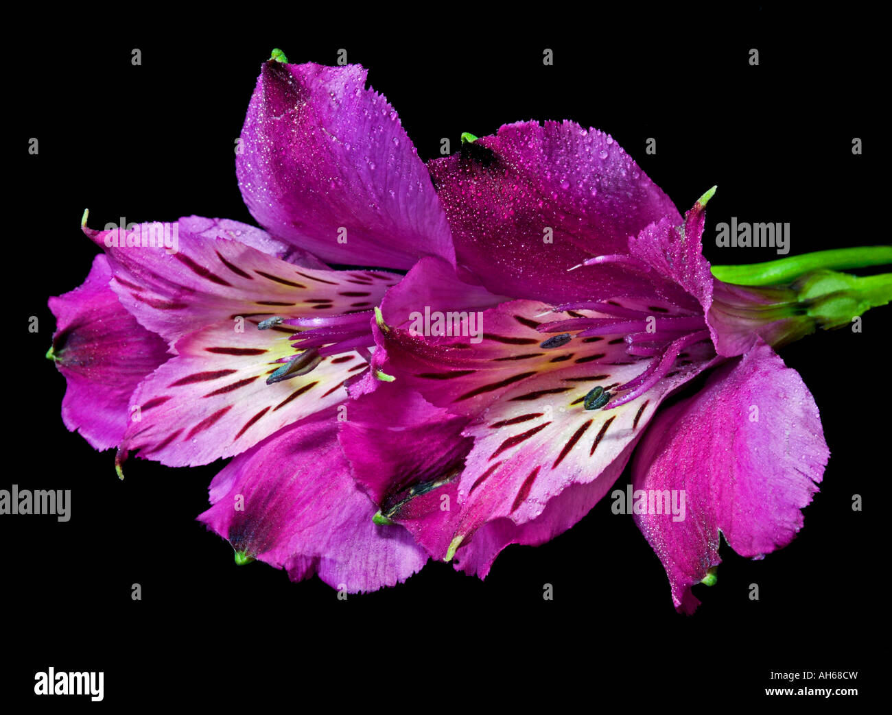 Viola Alstroemerias su sfondo nero Foto Stock