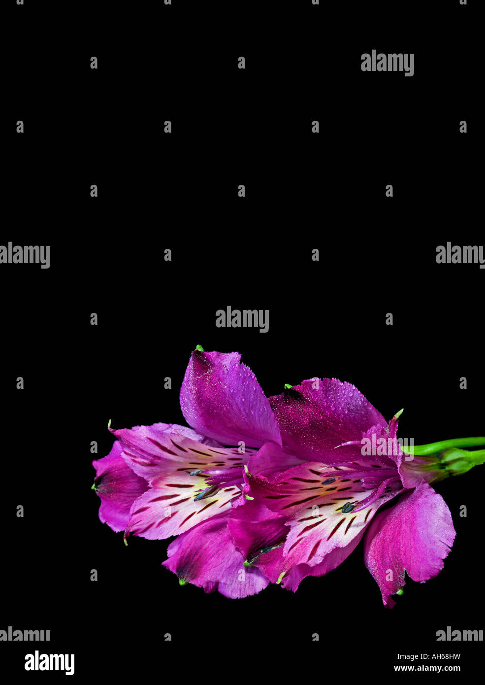 Viola Alstroemerias su sfondo nero con spazio per i messaggi di testo Foto Stock