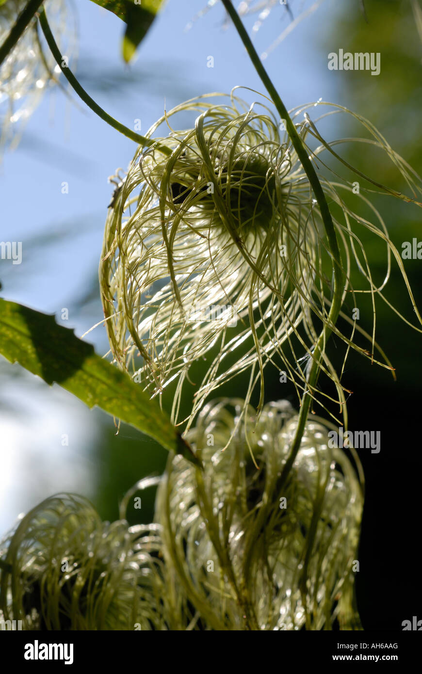 Seedheads pelose di Clematis tangutica arrampicata attraverso Leylandii hedge Foto Stock