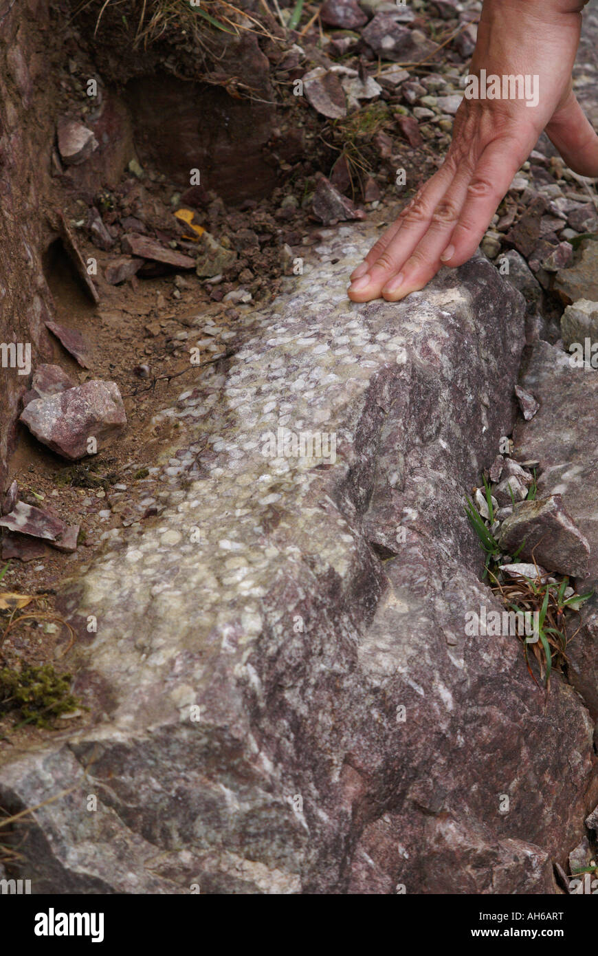 Tubo di quarzite Pietra contenente worm burrow tracce fossili Foto Stock