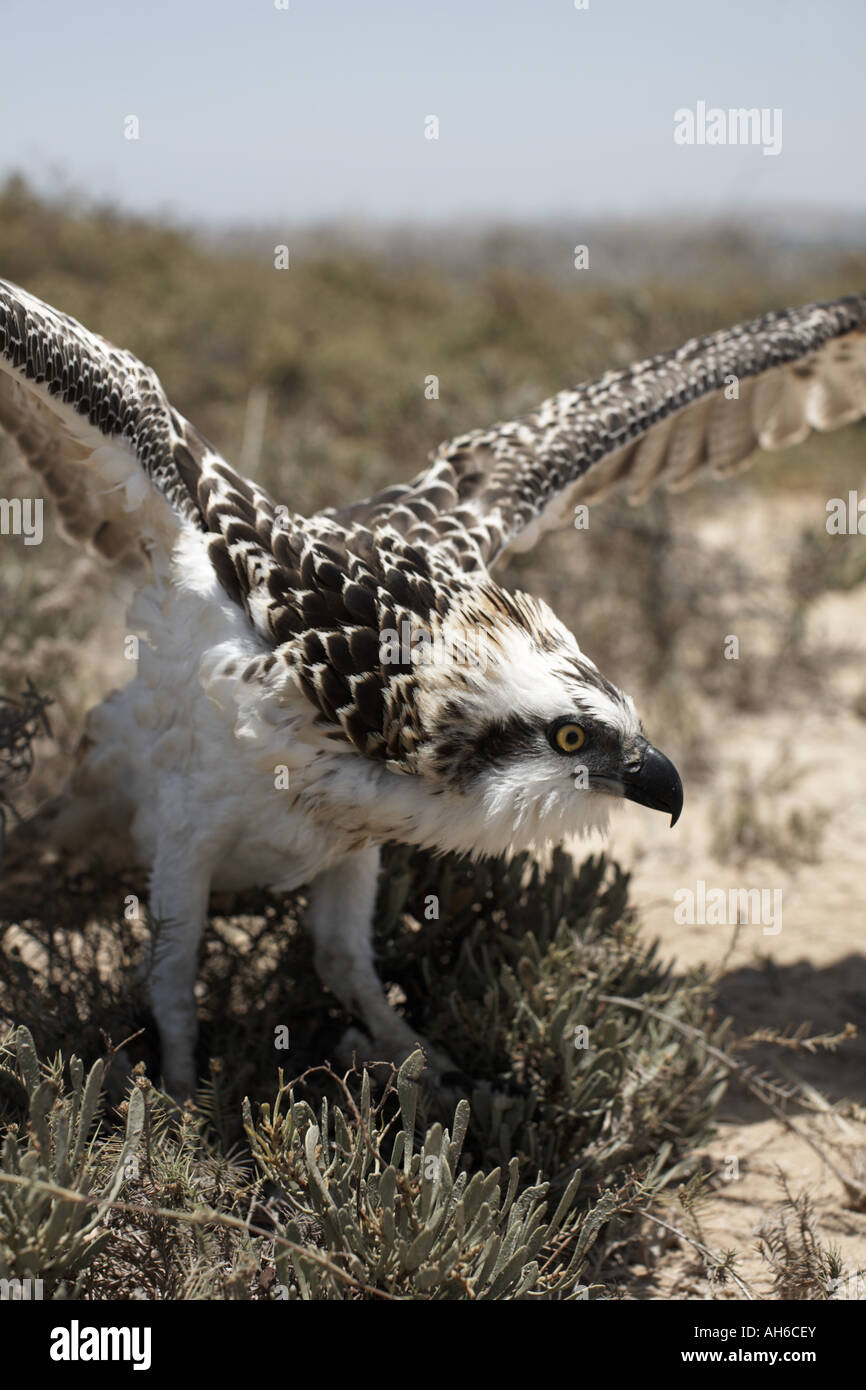 Giovani eagle su Green Island, Massaua, in Eritrea, Africa Foto Stock