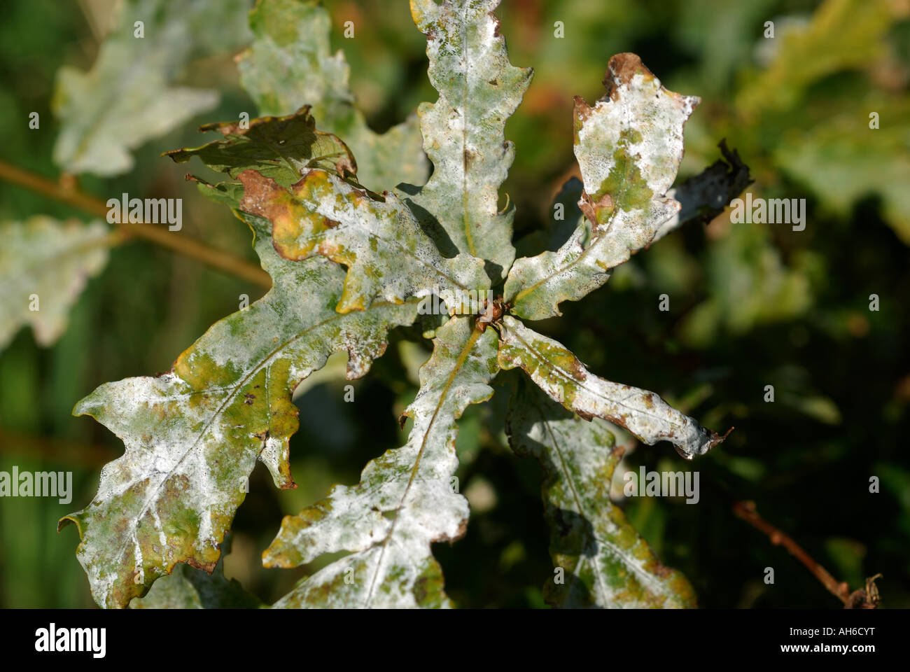 Muffa in polvere Microsphera alphitoides su foglie di quercia Quercus robur in autunno Foto Stock