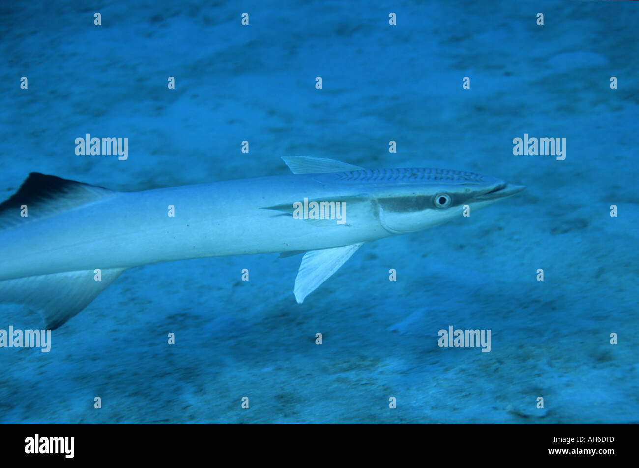 Nuova Caledonia Noumea Laguna Remora pesce che nuota nel canale Boulari Echeneis Naucrates Foto Stock