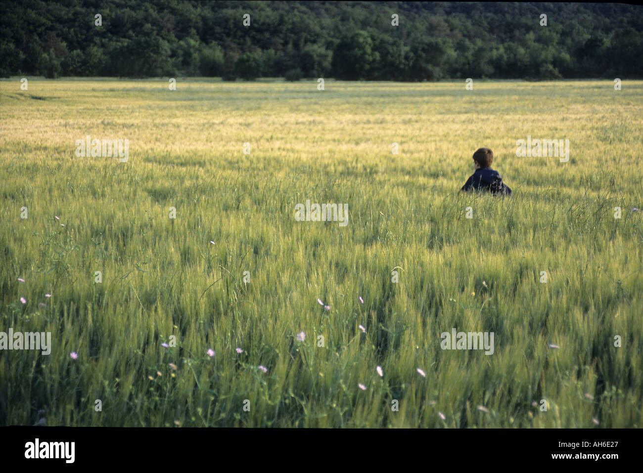 Ragazzo in esecuzione attraverso un campo di grano in serata Foto Stock