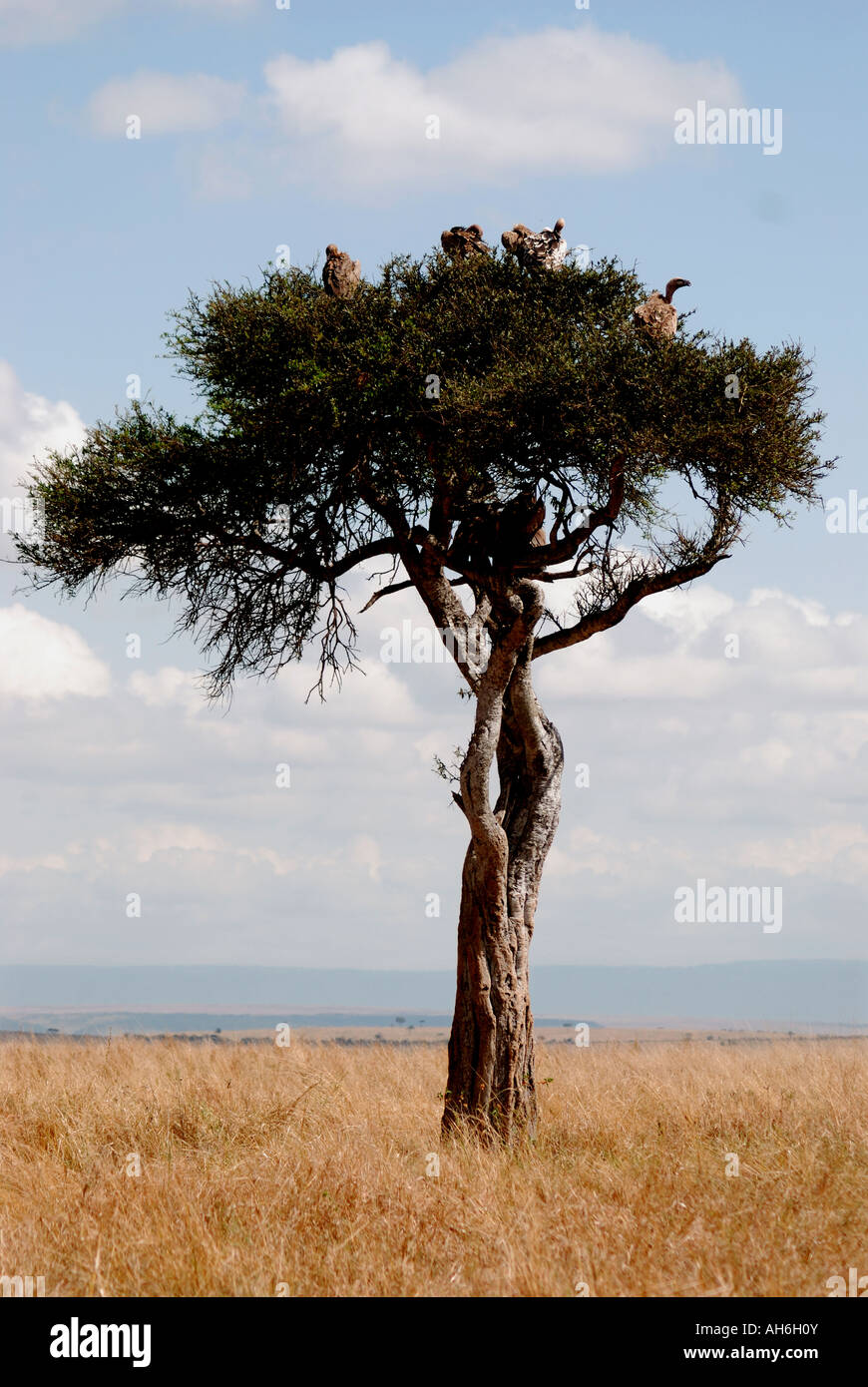 Gli avvoltoi appollaiato in una struttura ad albero Balanites nella Riserva Nazionale di Masai Mara Kenya Africa orientale Foto Stock