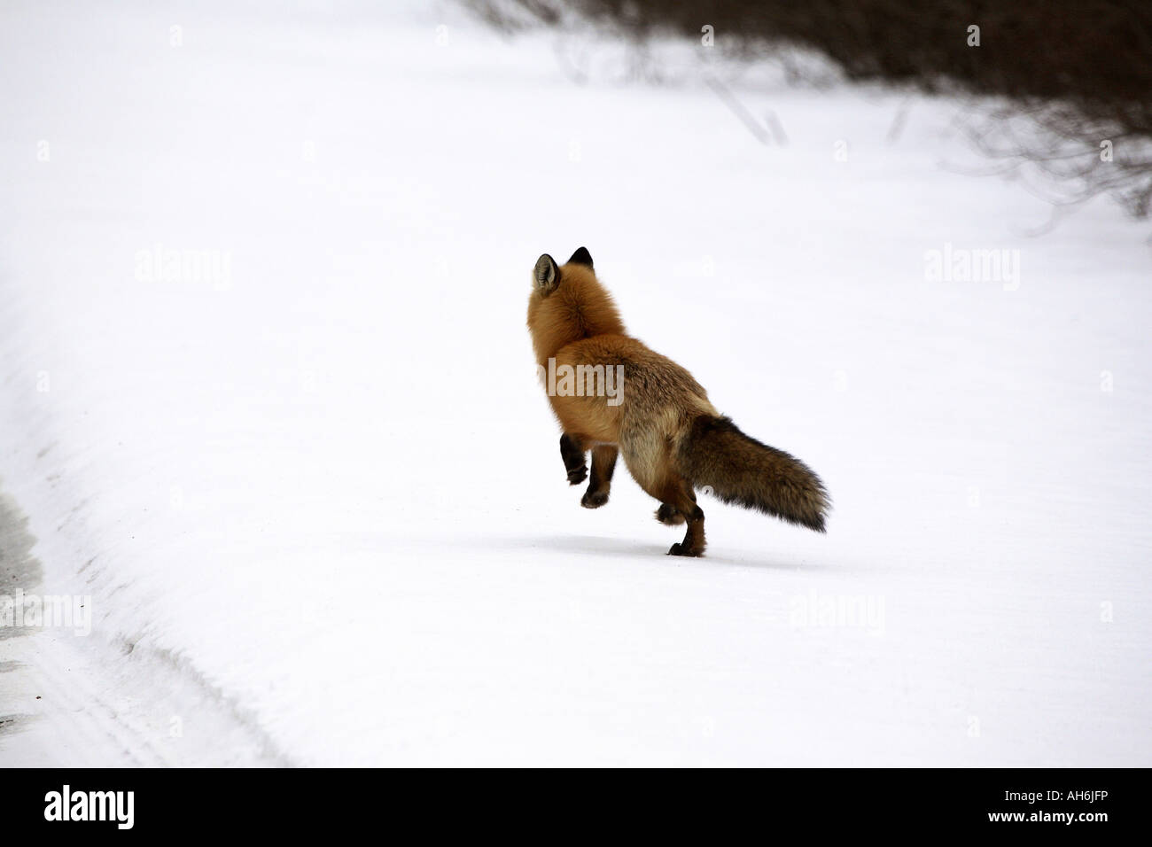 Red Fox in inverno Foto Stock