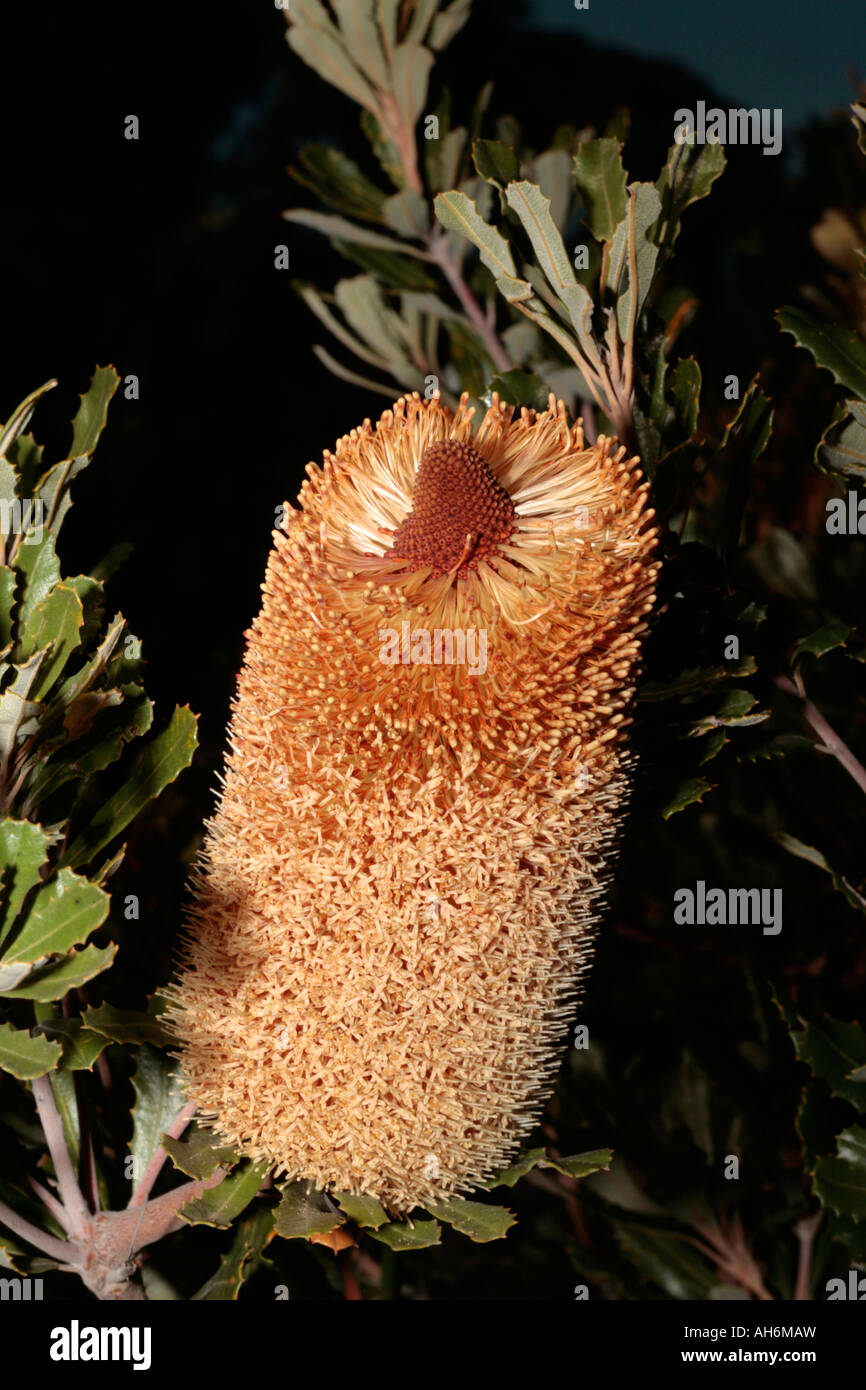 Pianure meridionali Banksia/ Caprifoglio- Banksia media Foto Stock