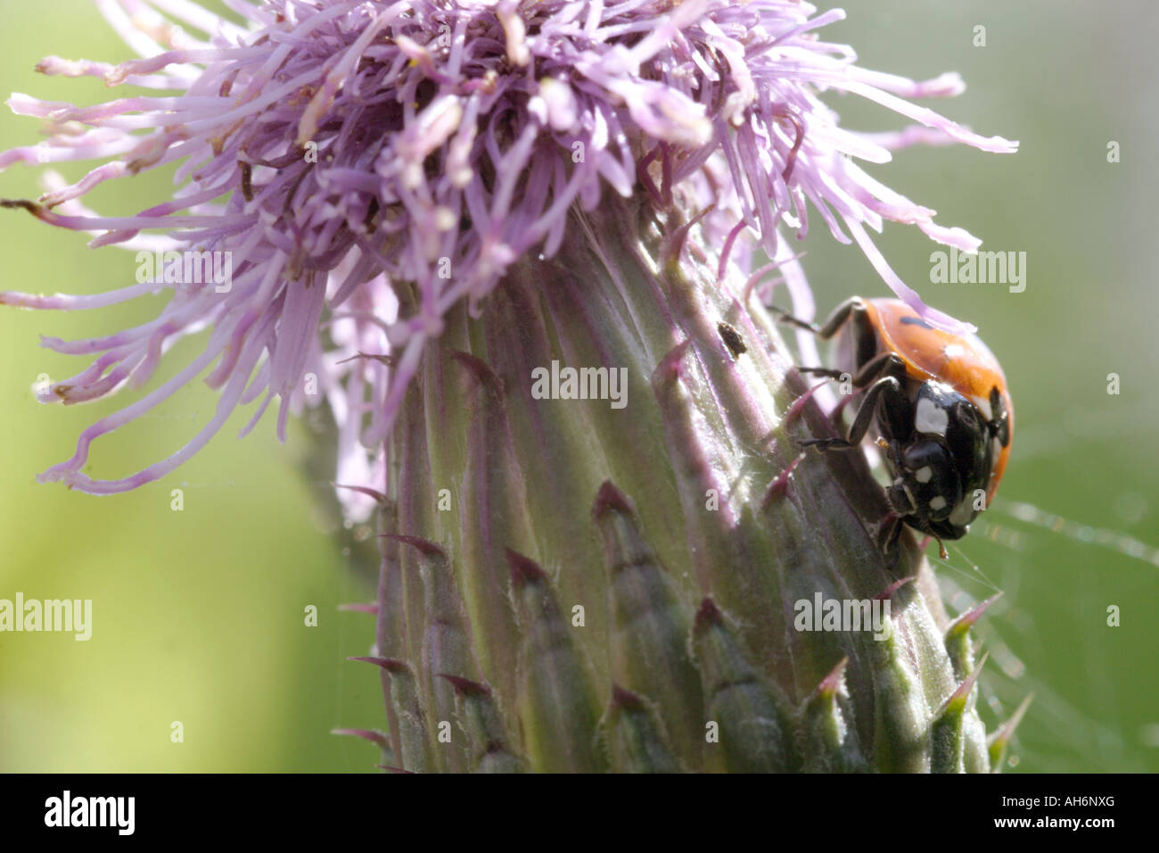 7 Spot Ladybird (Coccinella 7-punctata) sulla testa di cardo, REGNO UNITO Foto Stock
