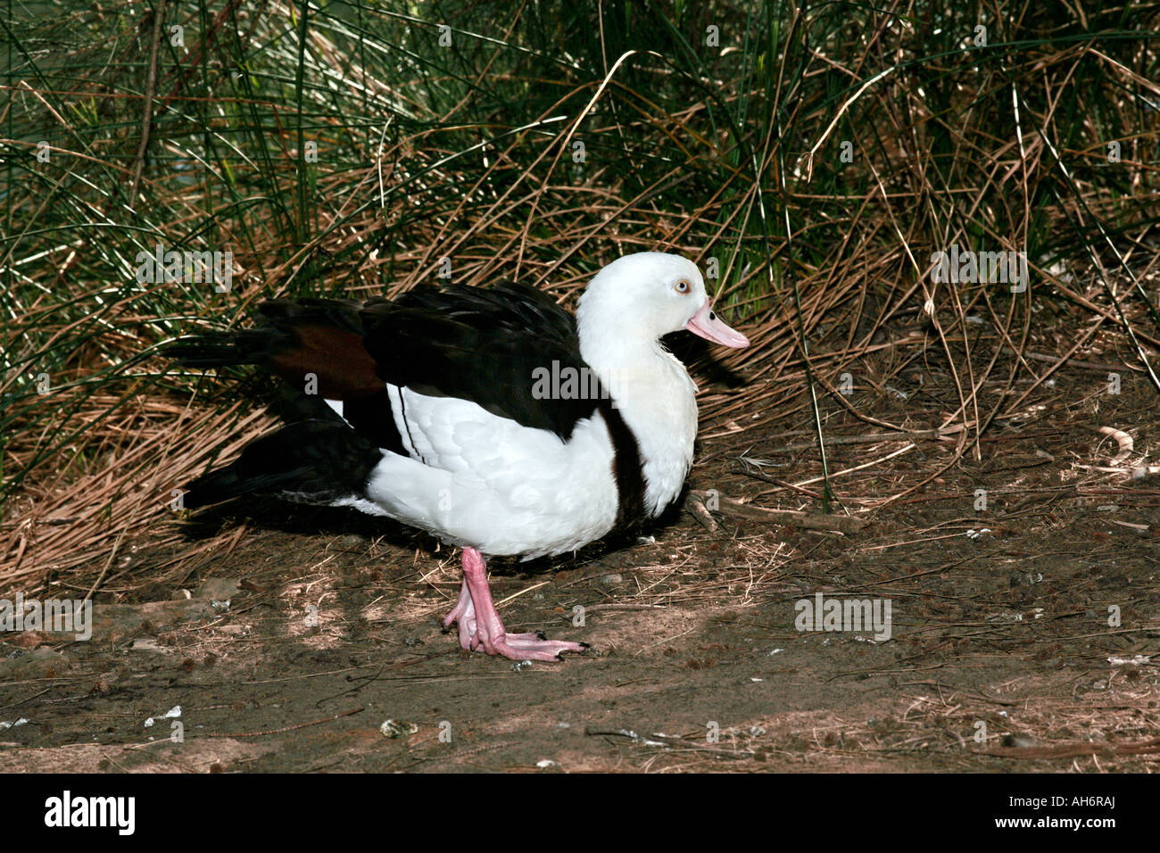 Australian Radjah Shelduck/Red-Backed Radjah Shelduck/Burdekin Duck- Tadorna radjah rufitergum Foto Stock