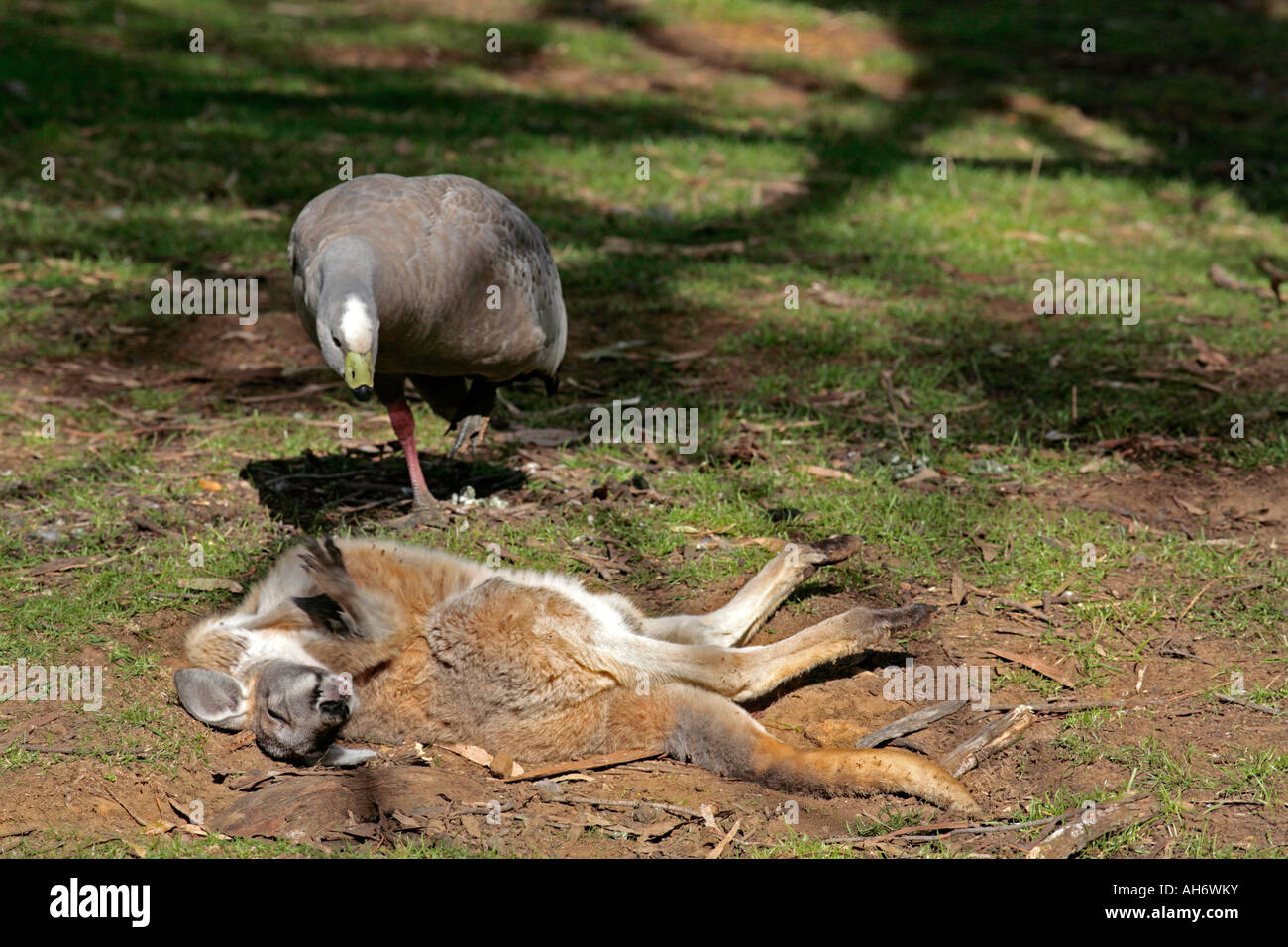 Capo maschio sterile avviso d'oca off di un canguro grigio troppo vicino al suo nido- Cereopsis novaehollandiae e Macropus giganteus Foto Stock