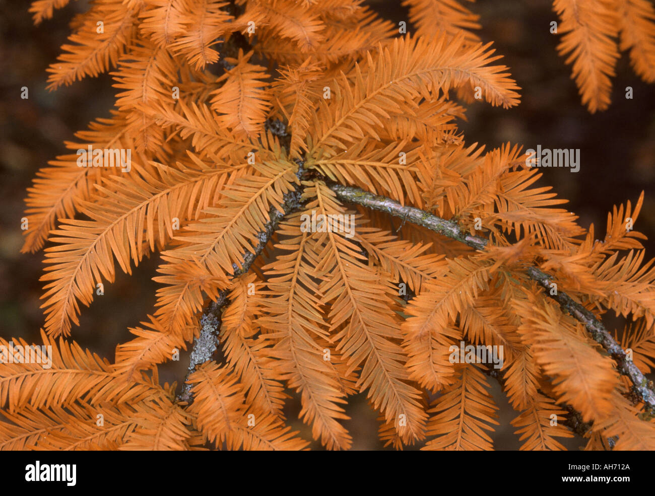 Swamp cypress le foglie in autunno Foto Stock