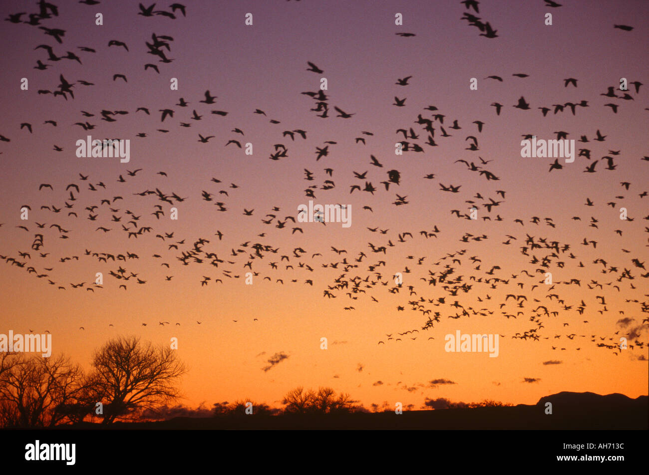 Le oche delle nevi al crepuscolo Foto Stock