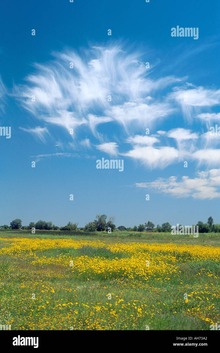 Mares tails nuvole sopra southwest Idaho Foto Stock