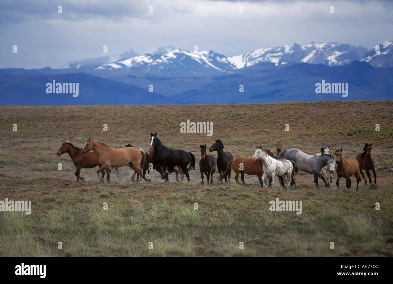 Cavalli argentini correre libero su una estancia vicino a montagne delle Ande e il GLACIARES PARCO NAZIONALE DI PATAGONIA ARGENTINA Foto Stock