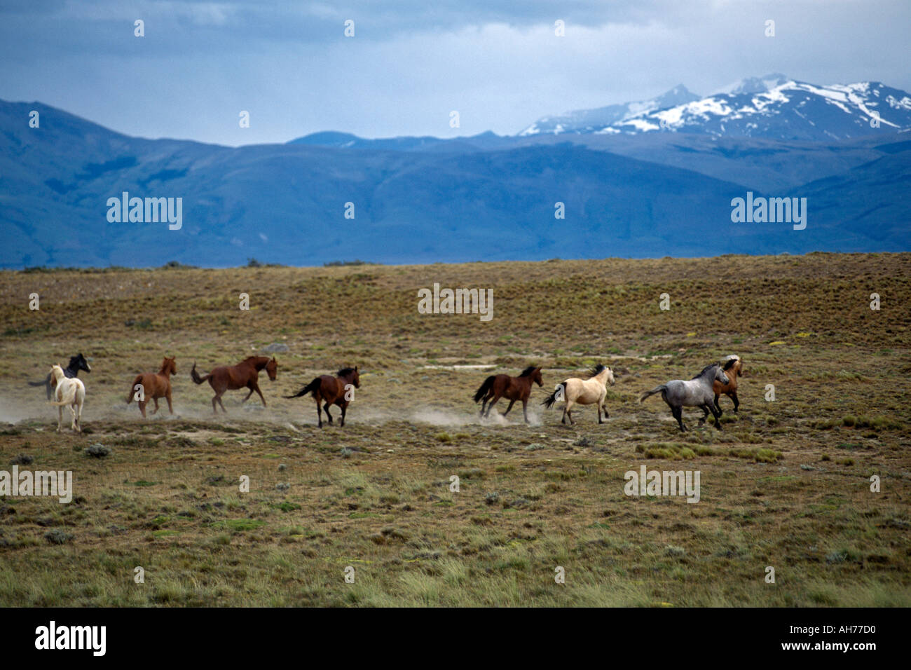 Cavalli argentini correre libero su una estancia vicino a montagne delle Ande e il GLACIARES PARCO NAZIONALE DI PATAGONIA ARGENTINA Foto Stock
