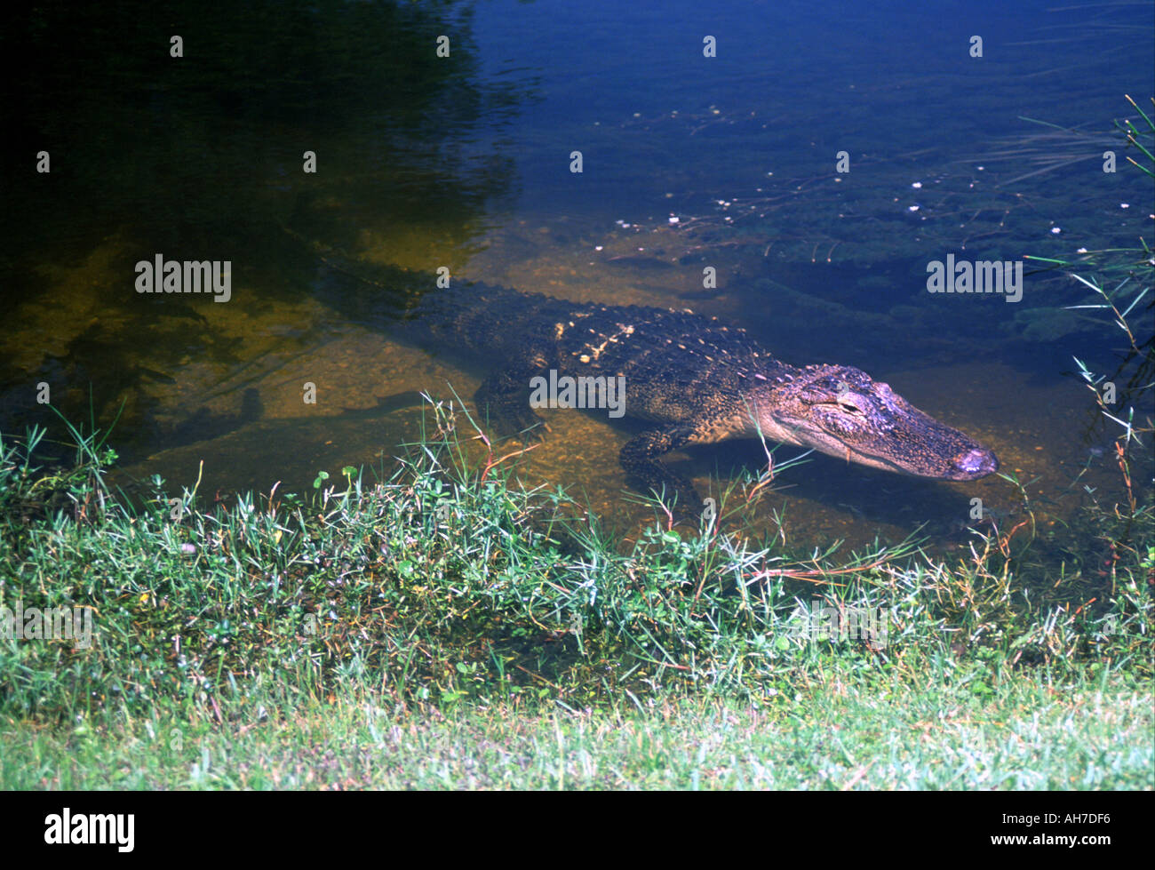 Aligator Florida USA Foto Stock