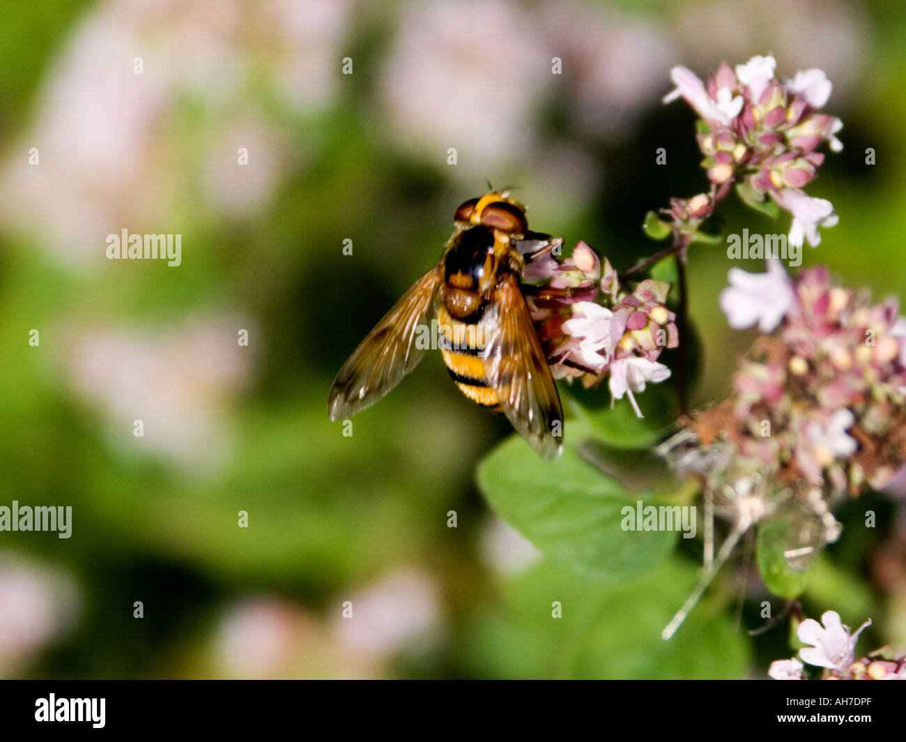 Volucella Inanis hoverfly su timo fioritura Foto Stock