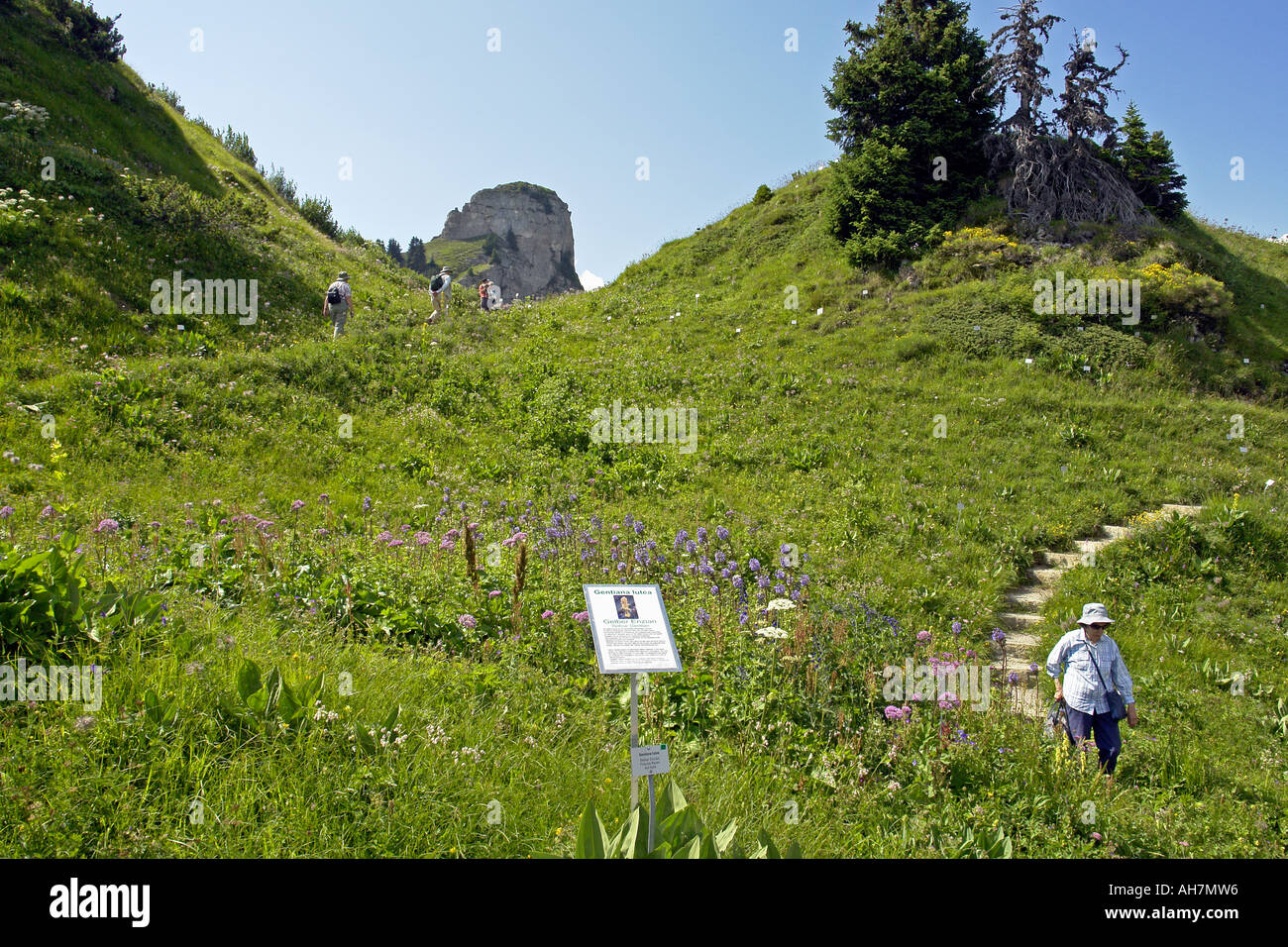 Alpengarten Schyninge Platte con fiori alpini Gentiana lutea (in primo piano) in piena fioritura Foto Stock