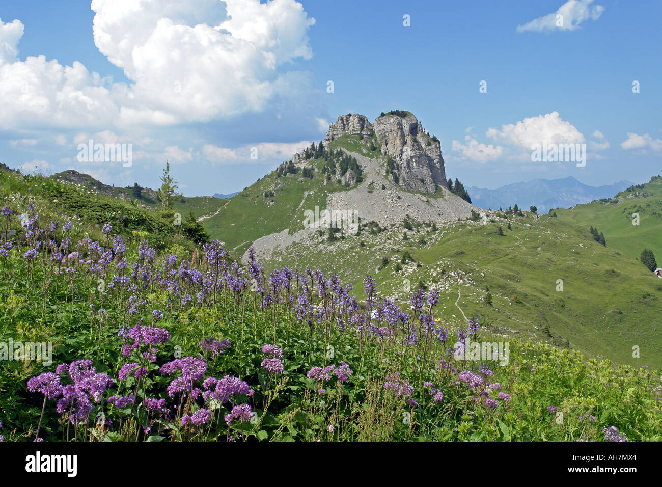 Alpengarten Schynige Platte vicino a Interlaken con una varietà di fiori alpini Foto Stock