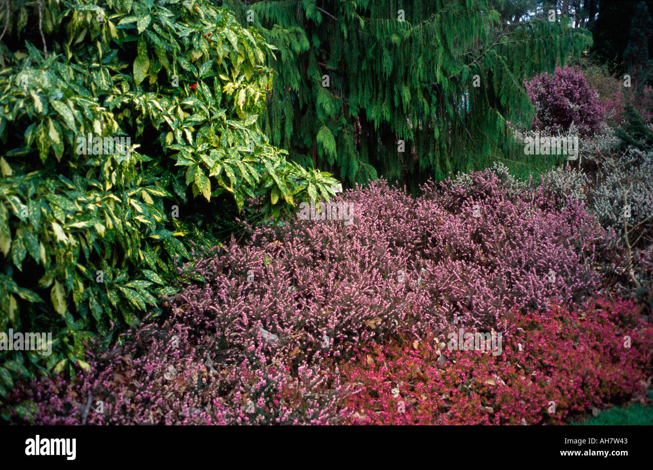 Rosa heather, giardini botanici, Royal Victoria Park, Vasca Spa, Somerset, Regno Unito Foto Stock