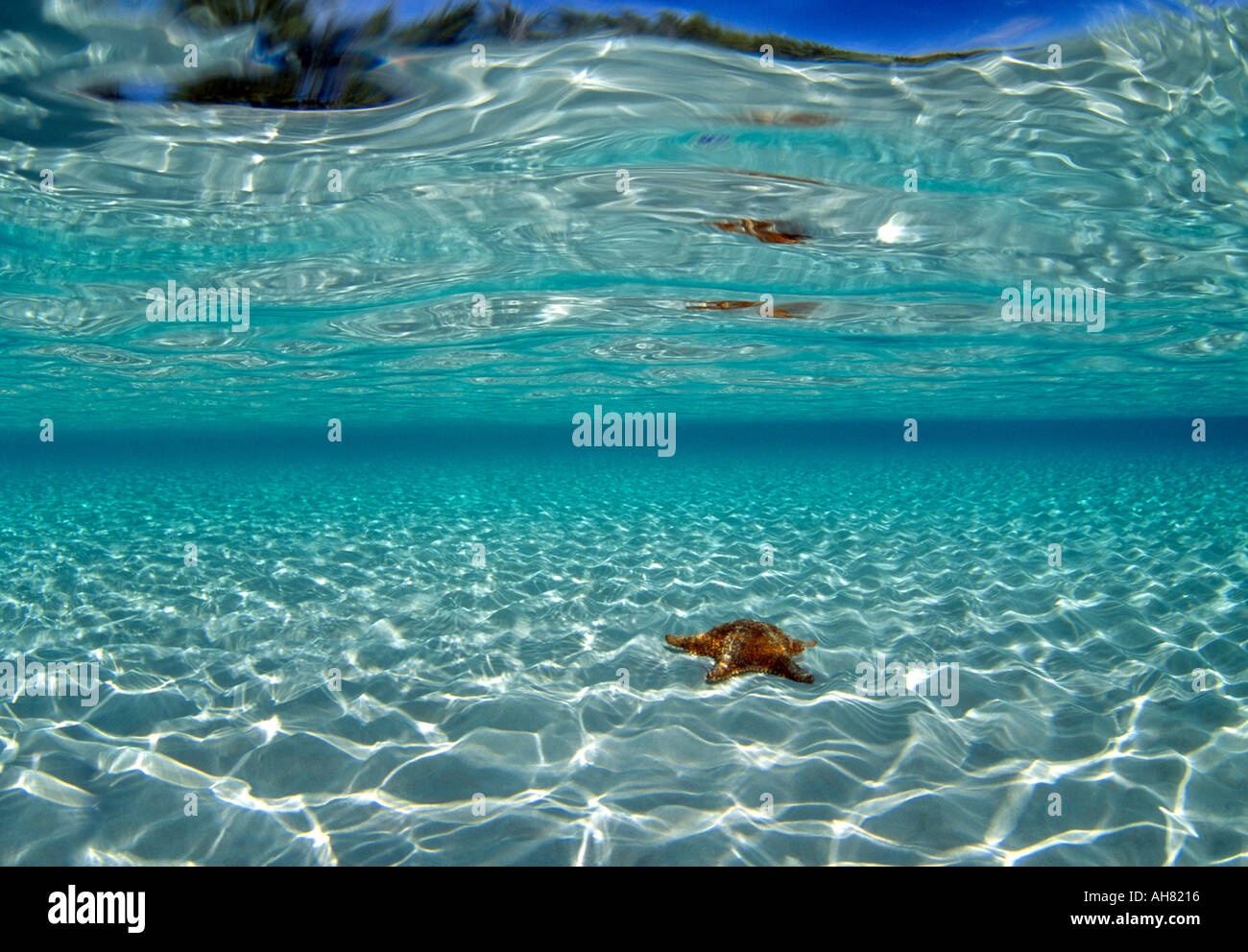 Isole Bahamas Grand Bahama Island Freeport uw verde poco profondo acqua increspata a fondo di sabbia di stelle marine Foto Stock