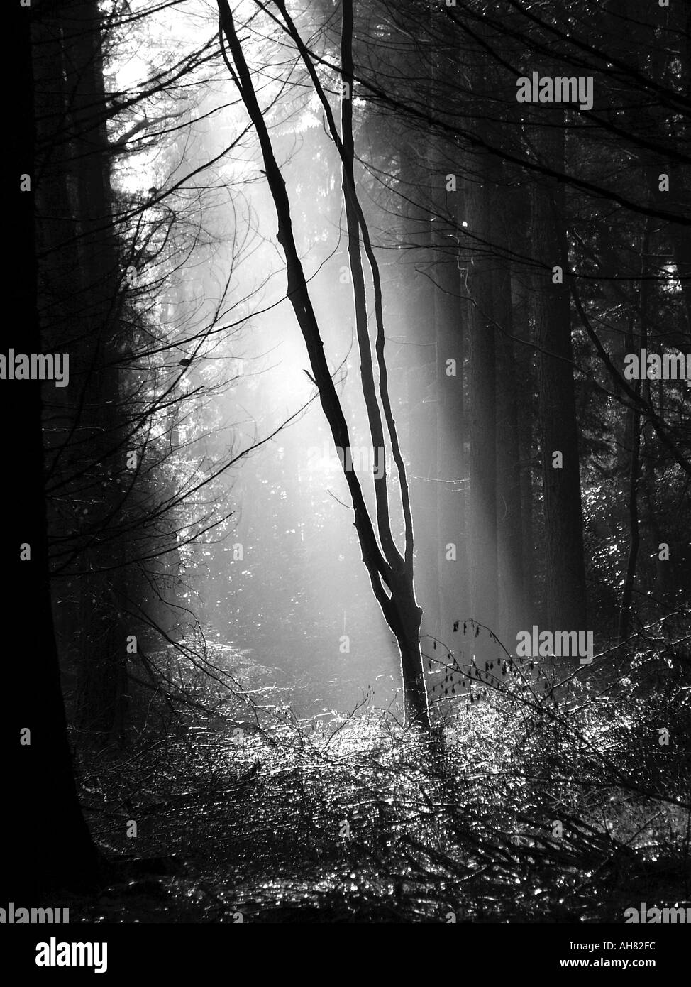 La mattina presto in autunno il sole splende attraverso gli alberi nella nuova foresta Hampshire Inghilterra Foto Stock