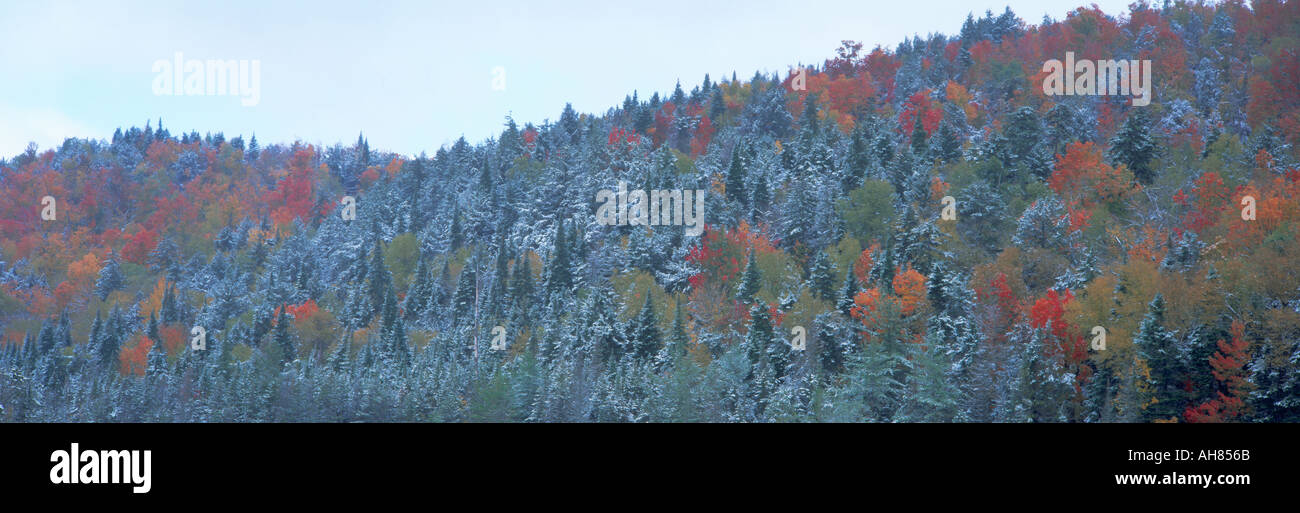 Neve e alberi d'autunno Montagne Adirondack nello Stato di New York Foto Stock