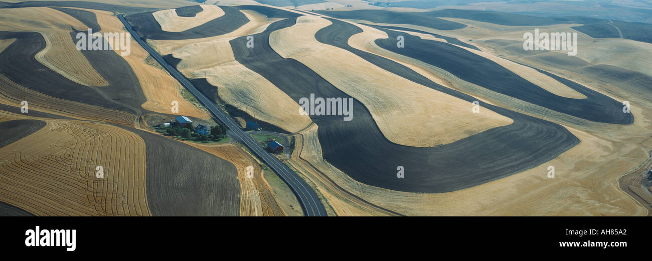 Campi di grano e allevamento di contorno S E Washington Foto Stock