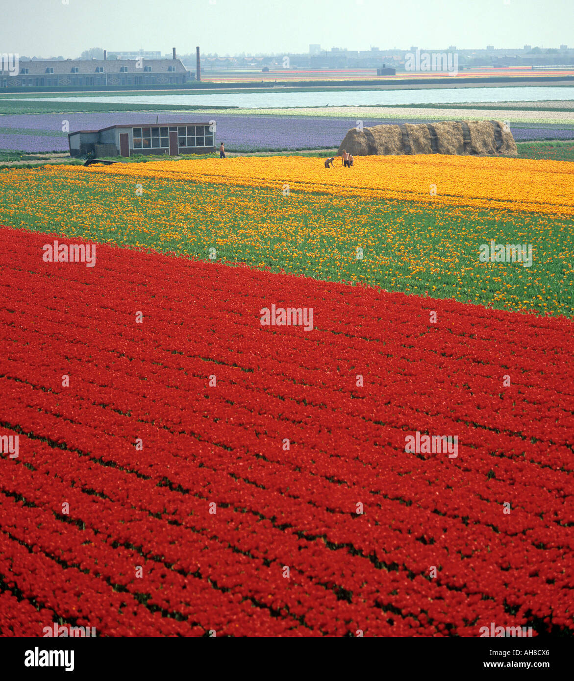 Campi luminosi di rosso e tulipani gialli che viene coltivato in Keukenhoff South Holland Foto Stock