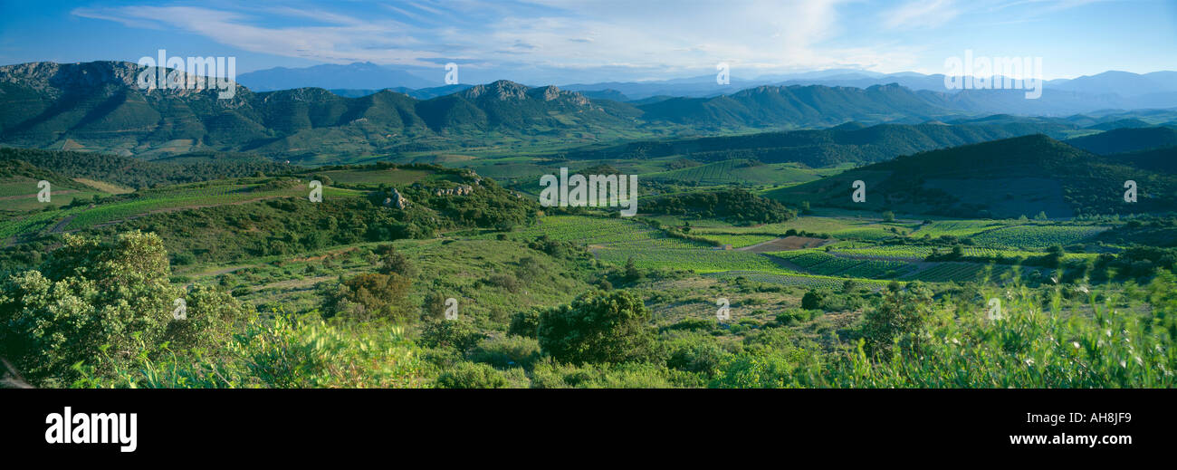 Il Val du Fenouillet nella regione Corbiere con il Pic de Canigou e Pirenei nella distanza Languedoc Francia Foto Stock