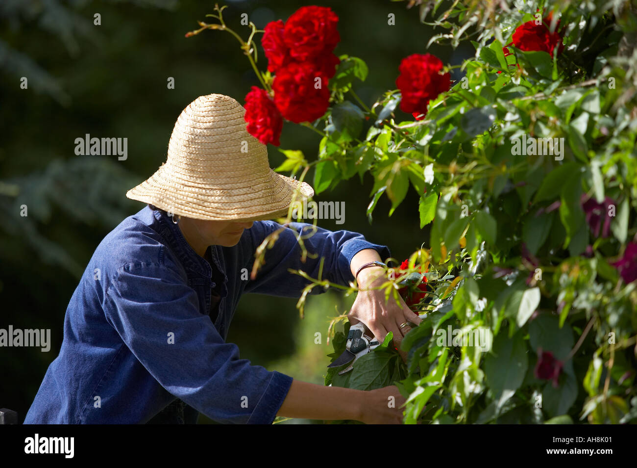 Donna modello rilasciato la potatura di rose in un giardino Dorset England Regno Unito Foto Stock