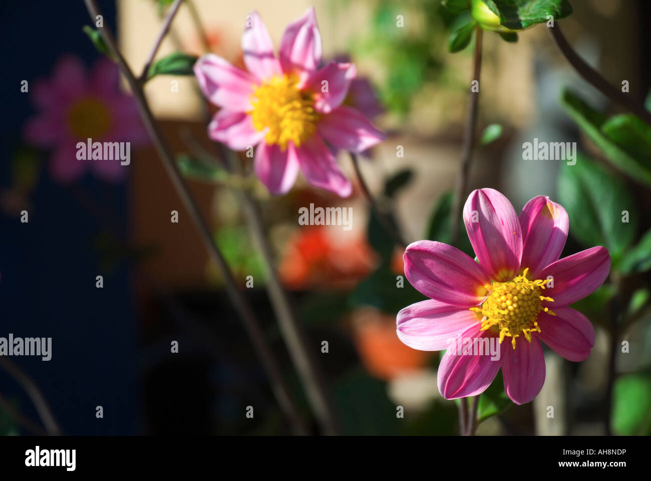 Rosa dalia singolo fiori nel giardino Foto Stock