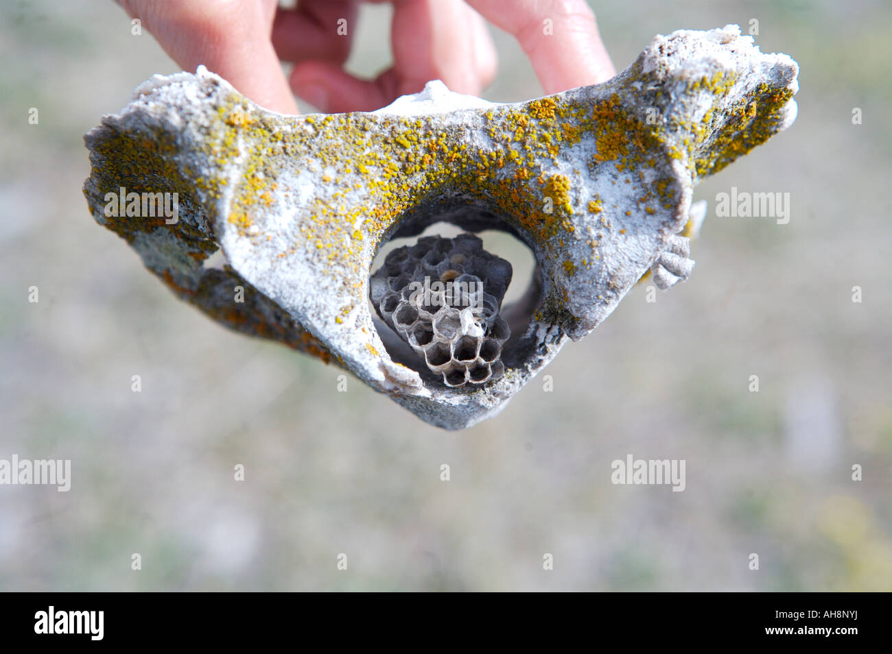 Teschi di mucca vicino al fiume di Katun Altai Russia Foto Stock