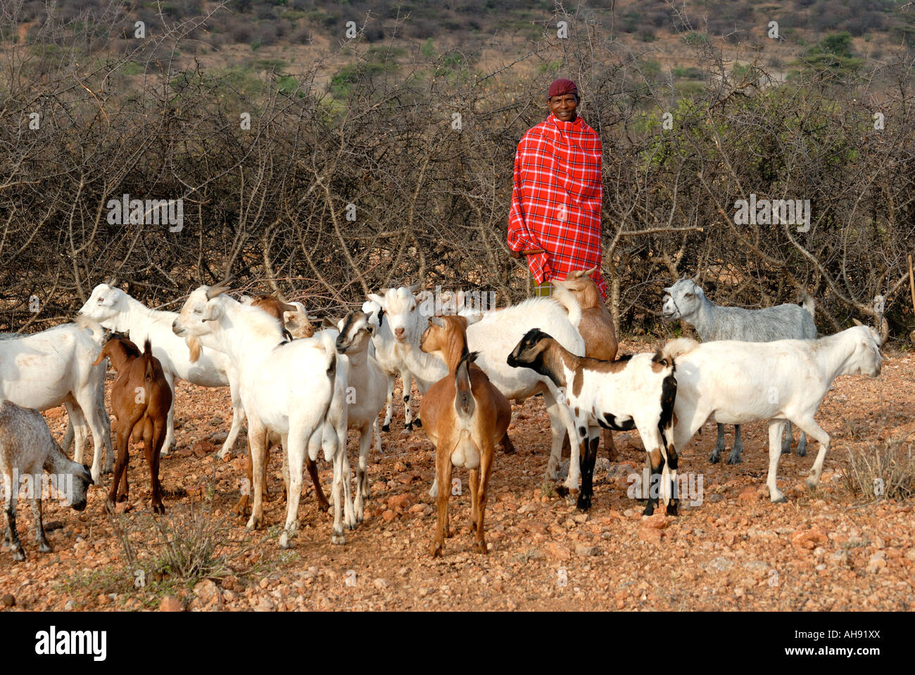 Un Samburu uomo con un allevamento di capre vicino a Samburu Riserva nazionale del Kenya Africa orientale Foto Stock