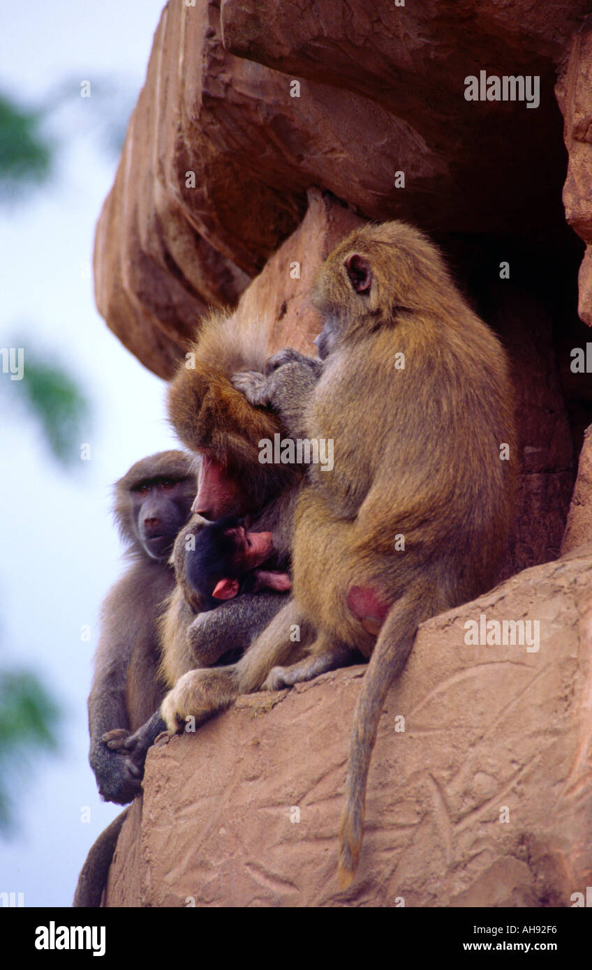 Babbuino Zoo di Paignton Inghilterra Foto Stock