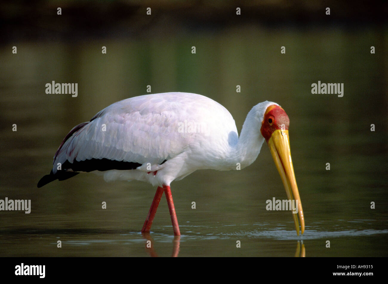 Giallo fatturati stork Lake Baringo Kenya Foto Stock