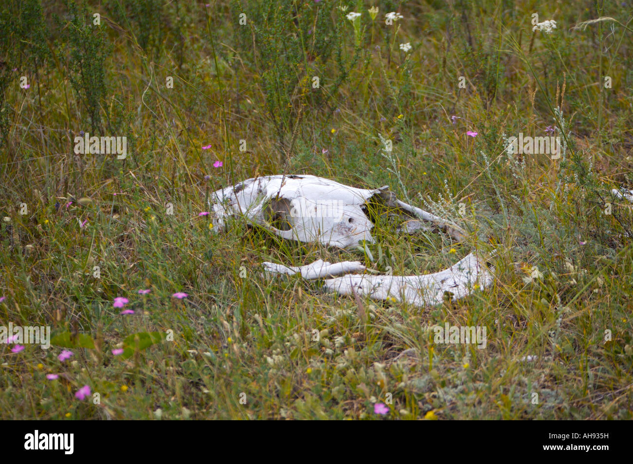 Teschi di capra e pezzi nella foresta vicino al fiume di Katun Altai Russia Foto Stock