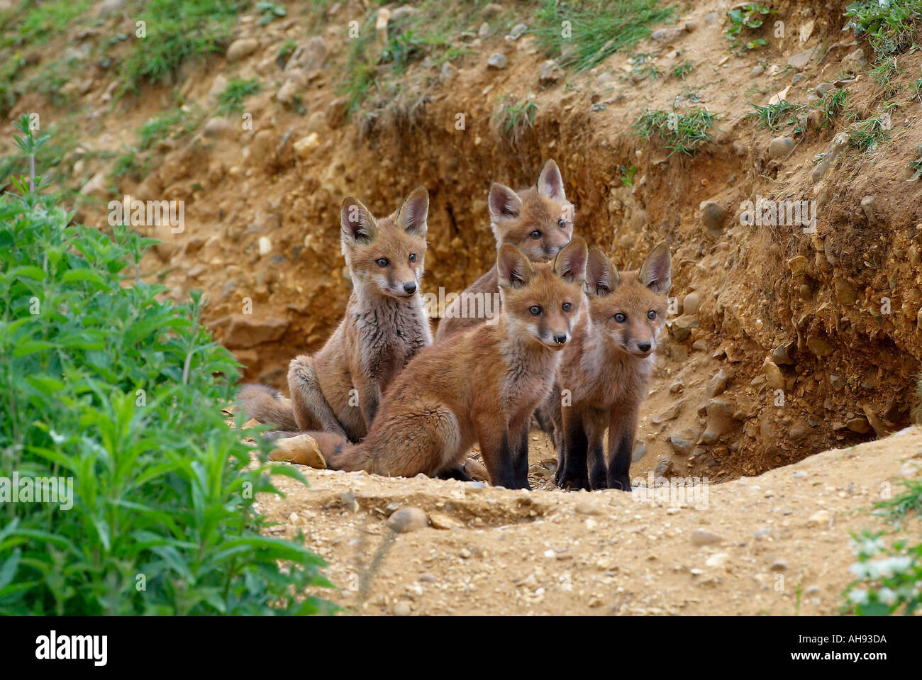 Fox cubs Vulpes vulpes seduto ad ingresso a massa Biggleswade Bedfordshire Foto Stock