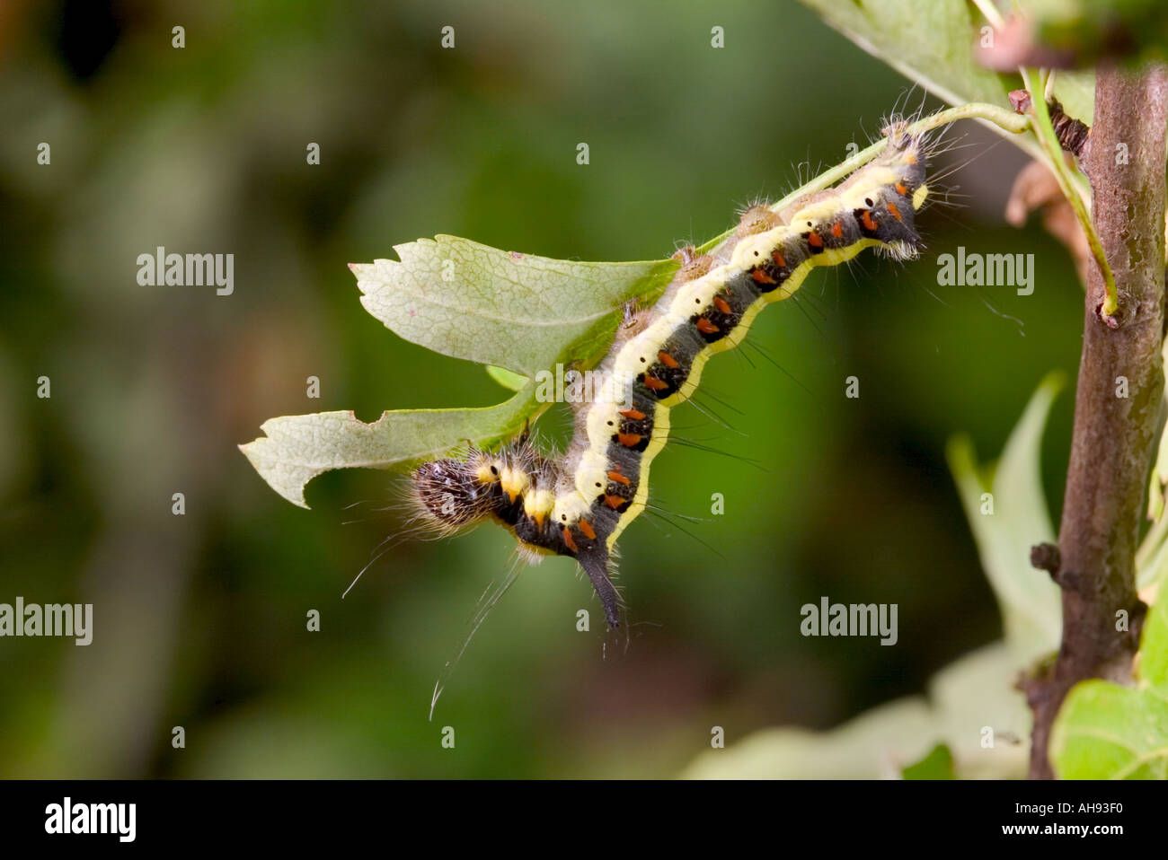 Pugnale grigio Acronicta psi Larva su foglie di quercia Potton Bedfordshire Foto Stock