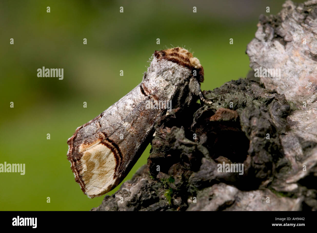 Buff suggerimento Phalera bucephala a riposo su argento betulla Bedfordhire Potton Foto Stock