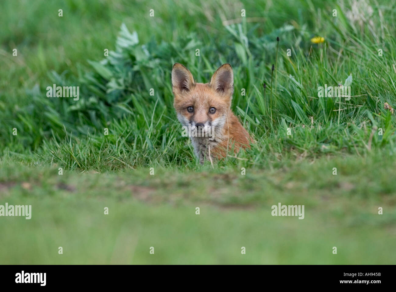 Cucciolo di volpe (Vulpes vulpes) con la testa fuori della terra cercando alert Potton Bedfordshire Foto Stock