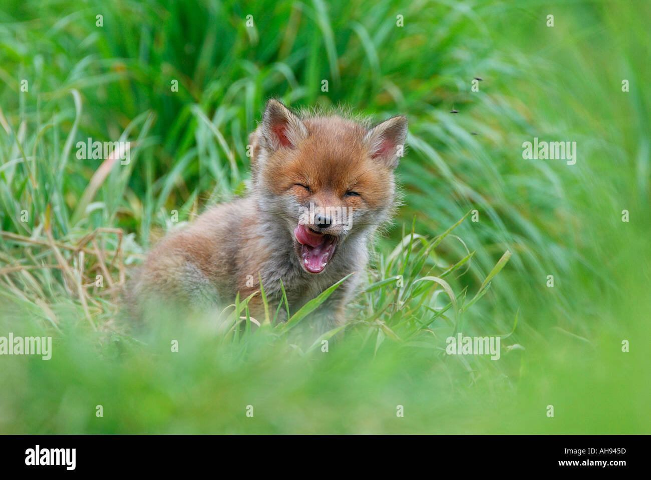 Molto giovane volpe Cub Vulpes vulpes sbadigli in erba lunga Potton Bedfordshire Foto Stock