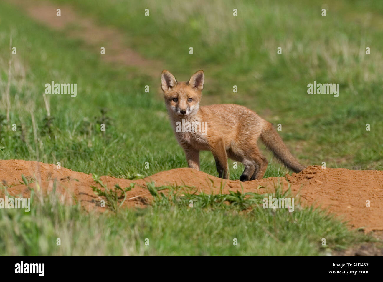 Fox Cub Vulpes vulpes cercando alert ant ingresso a massa Potton Bedfordshire Foto Stock