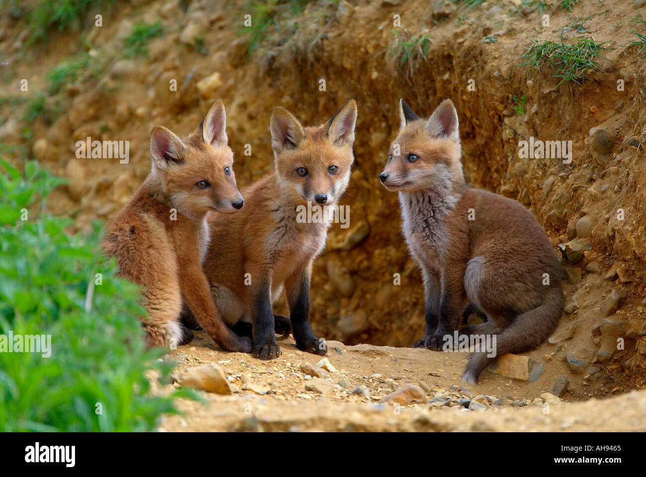 Tre cuccioli di Fox Vulpes vulpes alla ricerca permanente di avviso al di fuori della terra Biggleswade Bedfordshire Foto Stock