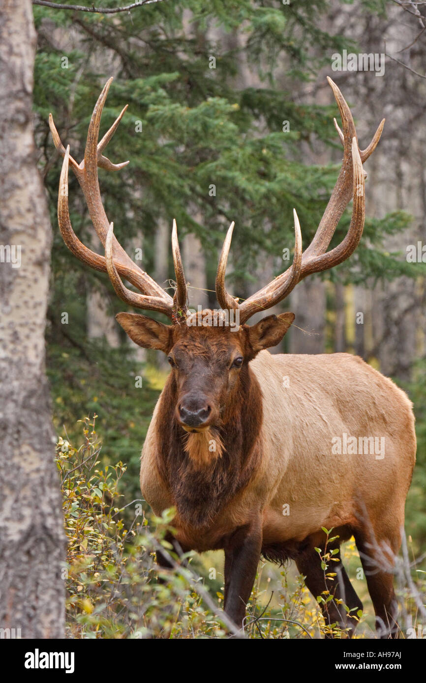 Bull elk in Aspen forest durante l autunno annuale rut del Parco Nazionale di Jasper Alberta Canada Foto Stock