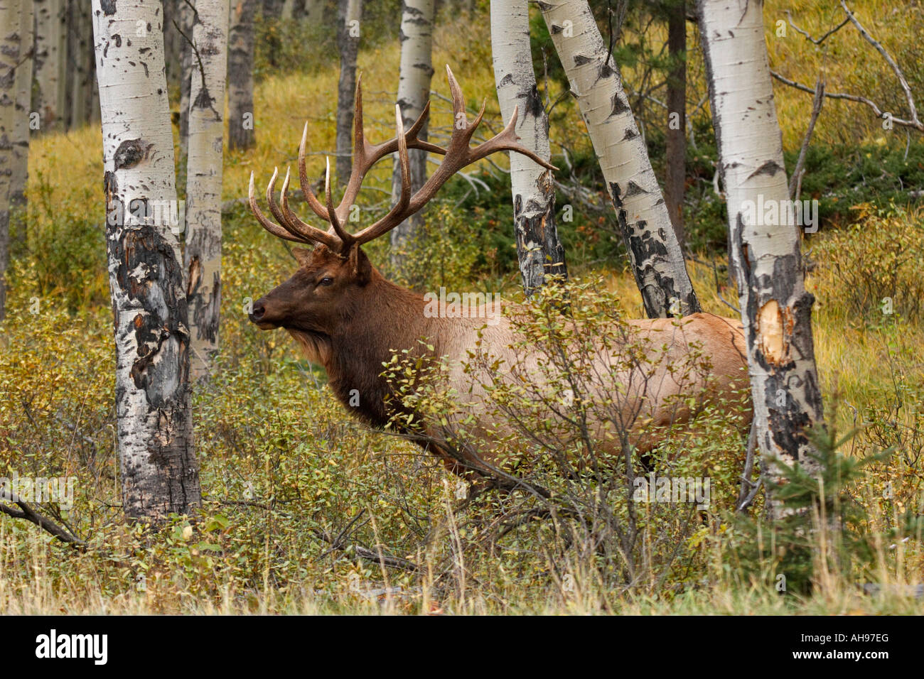 Bull elk in Aspen forest durante l autunno annuale rut del Parco Nazionale di Jasper Alberta Canada Foto Stock