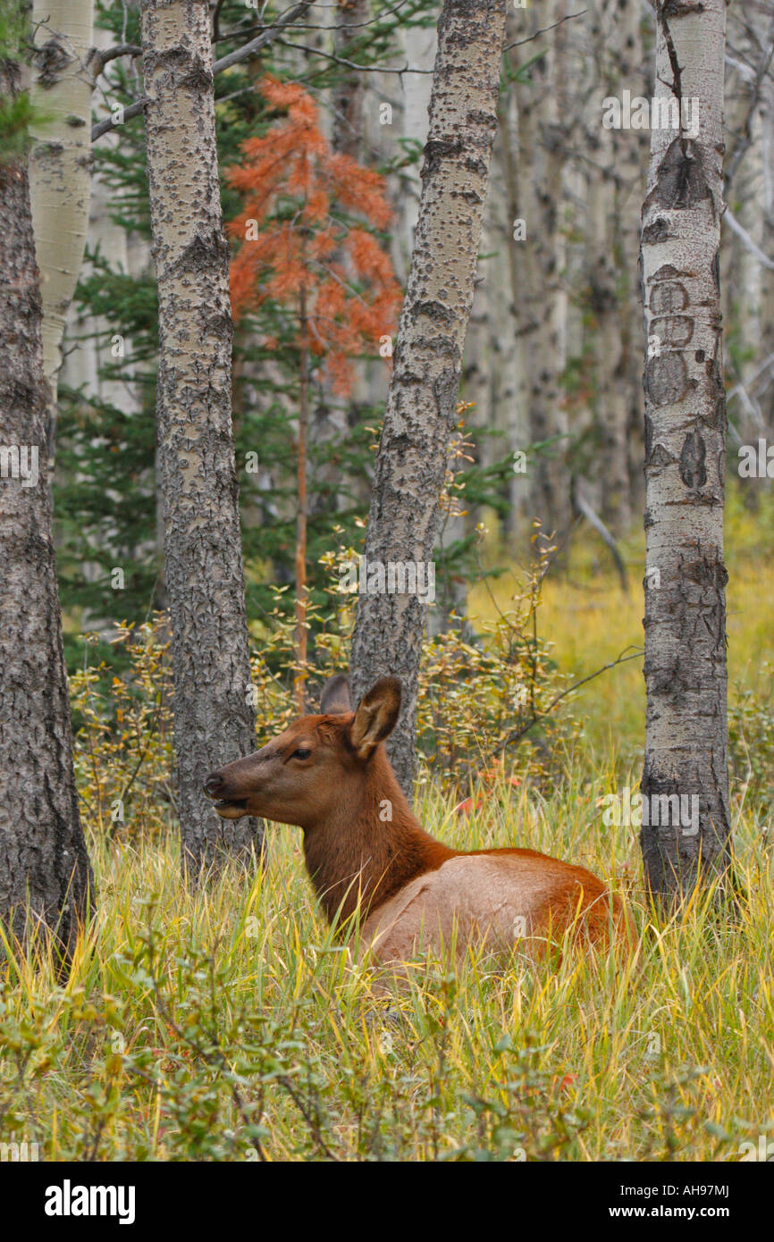Cow elk appoggiata nella foresta durante l'autunno rut del Parco Nazionale di Jasper Alberta Canada Foto Stock